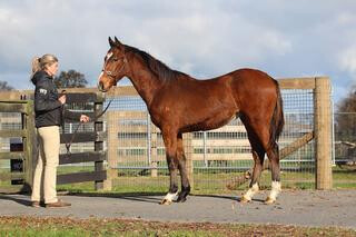 Lot 39 (Sacred Falls x Tiptoes), a half-sister to Herbie Dyke Stakes winner Tiptronic (NZ). 